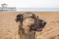 Portrait of cute big yellow mongrel dog relaxing at sandy summer beach outdoors