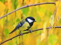 Portrait of cute birds Tits on the background of bright yellow l