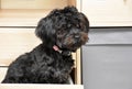 Bolonka puppy in a  drawer Royalty Free Stock Photo