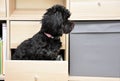 Bolonka puppy in a  drawer Royalty Free Stock Photo