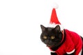 portrait of cute black british shorthair cat in christmas vest and hat