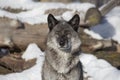 Portrait of cute black canadian wolf is standing on a white snow and looking away. Canis lupus pambasileus. Royalty Free Stock Photo