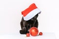 Portrait of a cute black cat festive santa claus look Royalty Free Stock Photo