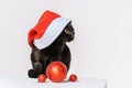 Portrait of a cute black cat merry santa claus look a white Royalty Free Stock Photo
