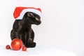 Portrait of a cute black cat merry santa claus view