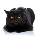 Portrait of a cute black cat Scottish Straight Royalty Free Stock Photo