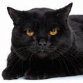 Portrait of a cute black cat Scottish Straight Royalty Free Stock Photo