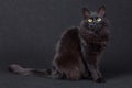 Portrait of a cute black cat sitting sideways and looking at the camera on a dark background. Royalty Free Stock Photo