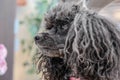 Portrait of cute black dog on blurred background Royalty Free Stock Photo