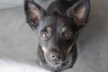 Portrait of cute black dog looking at the camera Royalty Free Stock Photo