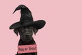 Portrait of a cute black labrador retriever puppy wearing a witch hat for halloween going for trick or treat Royalty Free Stock Photo