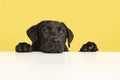 Portrait of a cute black labrador retriever puppy on a yellow background with it paws and head lying down on a white table Royalty Free Stock Photo