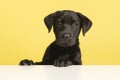 Portrait of a cute black labrador retriever puppy on a yellow background with it paws on a white table looking at the camera