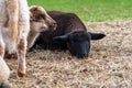 Portrait of cute black lamb and white lamb sitting on straw on green meadow in Germany. Concept of animal friendship, free-range Royalty Free Stock Photo