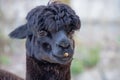 Portrait of cute black llama