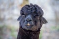 Portrait of cute black llama