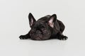 Portrait of cute black puppy, French Bulldog calmly lying and looking up isolated over white background Royalty Free Stock Photo