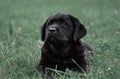 Portrait of cute black puppy Labrador Retriever isolated on a background green grass Royalty Free Stock Photo