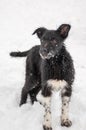 Portrait of a cute black puppy playing on the ground in the fresh fluffy snow. Vertical color photo Royalty Free Stock Photo