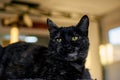 Portrait of a cute black smoke cat resting indoors