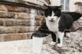 Portrait of cute black and white cat sitting on old stairs of castle near coffee to go cup in european city street in autumn Royalty Free Stock Photo