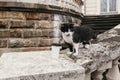 Portrait of cute black and white cat sitting on old stairs of castle near coffee to go cup in european city street in autumn Royalty Free Stock Photo