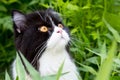 Portrait of cute black and white curious Persian kitten cat looking up for something in the tree bush at the garden