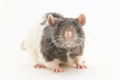 Portrait of a cute black-and-white decorative rat, on a white background Royalty Free Stock Photo