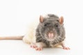 Portrait of a cute black-and-white decorative rat, on a white background Royalty Free Stock Photo