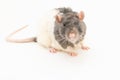 Portrait of a cute black-and-white decorative rat, on a white background Royalty Free Stock Photo