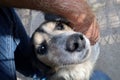 Portrait of cute black white dog, close up, looking up at camera, dog between man`s hand and part of leg Royalty Free Stock Photo