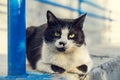 Portrait cute a black and white homeless cat looking at the camera with embittered big green eyes on the street in summer Royalty Free Stock Photo