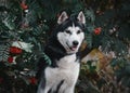 Portrait of a black-white siberian husky dog sitting in red rowan Royalty Free Stock Photo