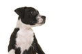 Portrait of a cute black and white stafford terrier puppy looking to the right on a white background Royalty Free Stock Photo