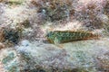 Portrait Of Cute Blenny fish, Close up Royalty Free Stock Photo