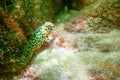 Portrait Of Cute Blenny fish, Close up