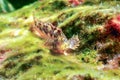 Portrait Of Cute Blenny fish, Close up  Parablennius zvonimiri Royalty Free Stock Photo