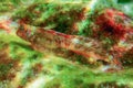 Portrait Of Cute Blenny fish, Close up Parablennius zvonimiri
