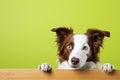 Portrait of a cute border collie puppy looking around the corner of an lime green empty board, AI Generated Royalty Free Stock Photo