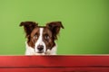 Portrait of a cute border collie puppy looking around the corner of an lime green empty board, AI Generated Royalty Free Stock Photo