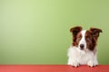 Portrait of a cute border collie puppy looking around the corner of an lime green empty board, AI Generated Royalty Free Stock Photo