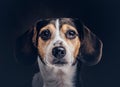 Portrait of a cute breed dog on a dark background in studio.