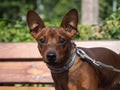 Portrait of a cute breed dog puppy Pinscher