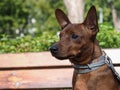 Portrait of a cute breed dog puppy Pinscher