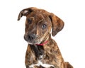 Portrait Cute Brindle Terrier Puppy Dog Royalty Free Stock Photo