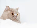 Portrait of cute British short hair cat. Home pet. Cute animal face Royalty Free Stock Photo