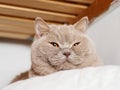 Portrait of cute British short hair cat. Home pet. Cute animal face Royalty Free Stock Photo
