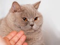 Portrait of cute British short hair cat. Home pet. Cute animal face Royalty Free Stock Photo