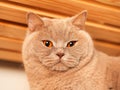 Portrait of cute British short hair cat. Home pet. Cute animal face Royalty Free Stock Photo