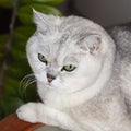 Portrait of silver gray cat close up sitting on sofa Royalty Free Stock Photo